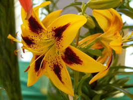 Foto: Dr. Peter Müller